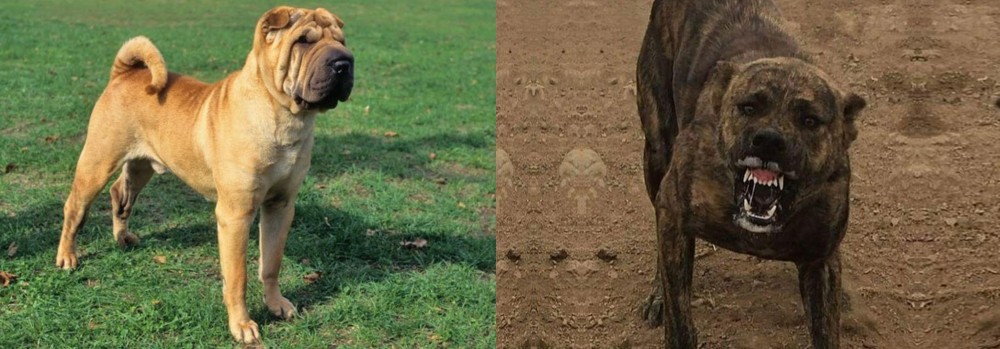 Dogo Sardesco vs Chinese Shar Pei - Breed Comparison