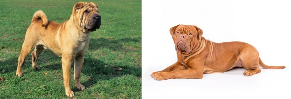 Dogue De Bordeaux vs Chinese Shar Pei - Breed Comparison