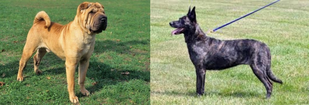 Dutch Shepherd vs Chinese Shar Pei - Breed Comparison