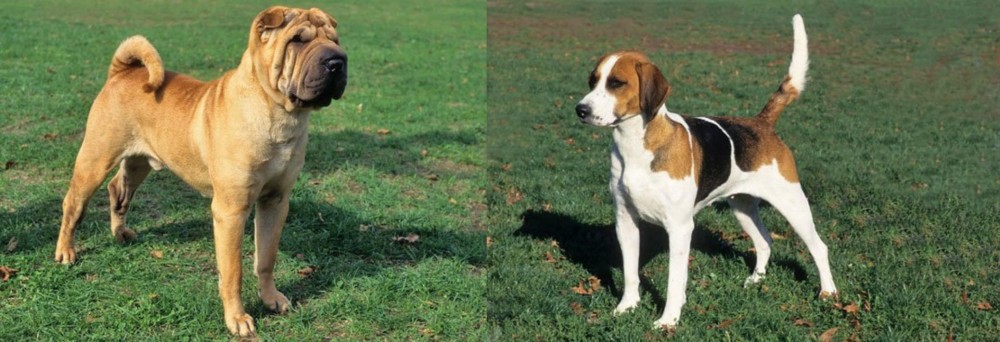 English Foxhound vs Chinese Shar Pei - Breed Comparison