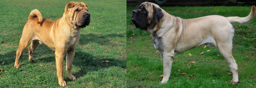 English Mastiff vs Chinese Shar Pei - Breed Comparison