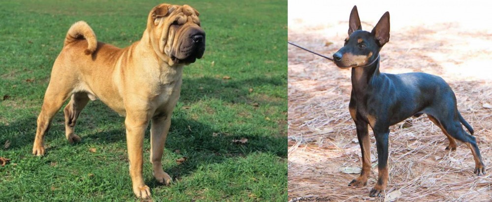 English Toy Terrier (Black & Tan) vs Chinese Shar Pei - Breed Comparison