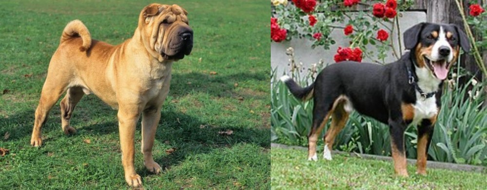 Entlebucher Mountain Dog vs Chinese Shar Pei - Breed Comparison