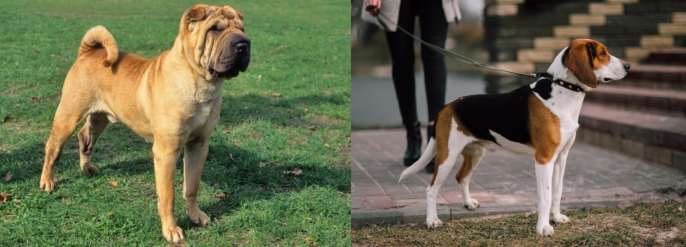 Estonian Hound vs Chinese Shar Pei - Breed Comparison