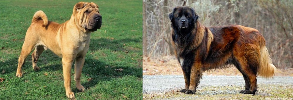 Estrela Mountain Dog vs Chinese Shar Pei - Breed Comparison