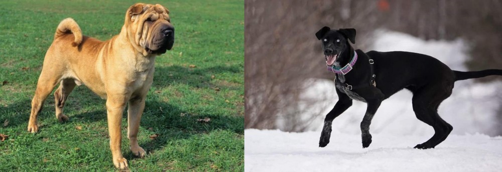 Eurohound vs Chinese Shar Pei - Breed Comparison