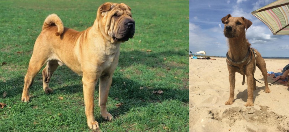 Fell Terrier vs Chinese Shar Pei - Breed Comparison