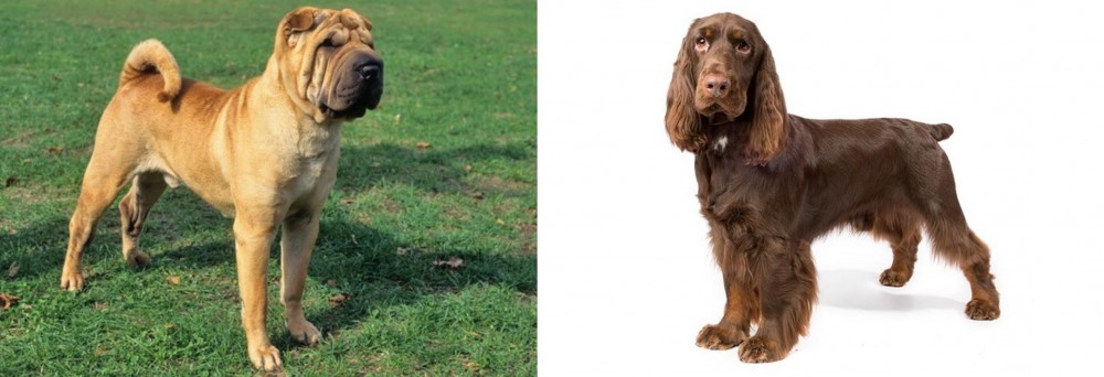 Field Spaniel vs Chinese Shar Pei - Breed Comparison