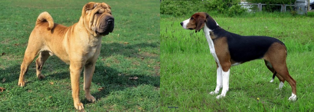 Finnish Hound vs Chinese Shar Pei - Breed Comparison