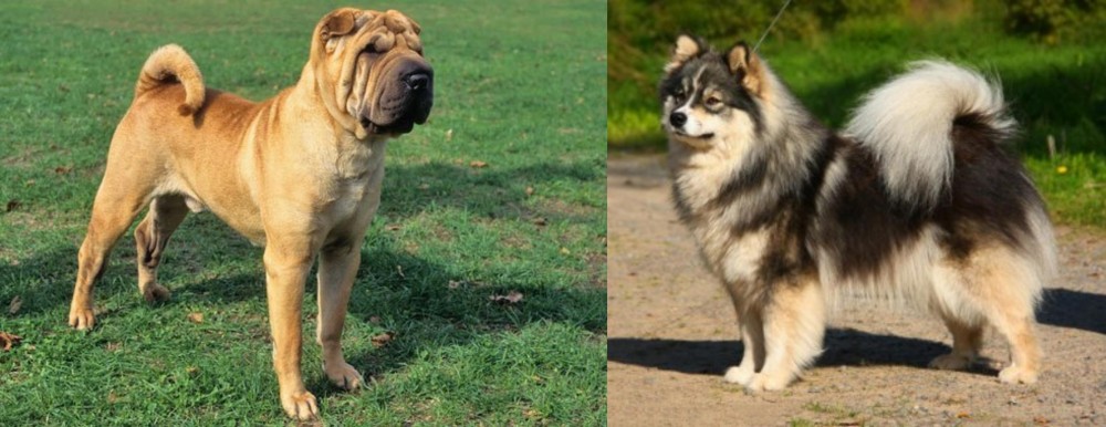 Finnish Lapphund vs Chinese Shar Pei - Breed Comparison