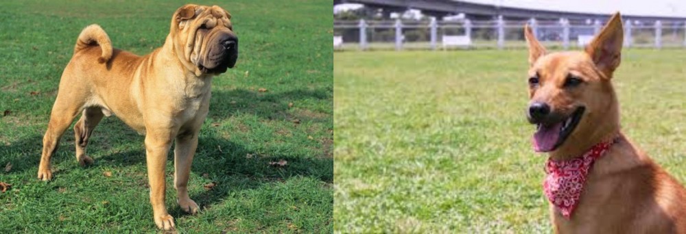 Formosan Mountain Dog vs Chinese Shar Pei - Breed Comparison