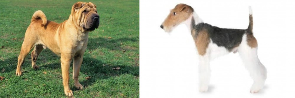 Fox Terrier vs Chinese Shar Pei - Breed Comparison