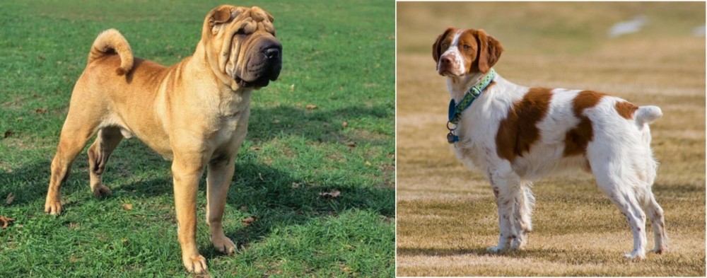 French Brittany vs Chinese Shar Pei - Breed Comparison