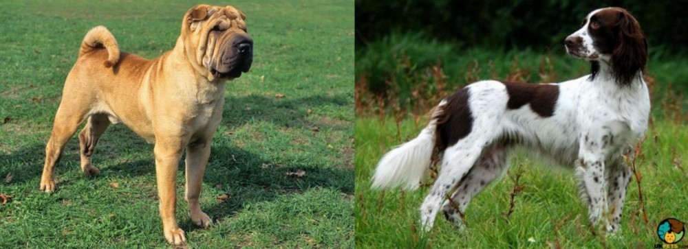 French Spaniel vs Chinese Shar Pei - Breed Comparison