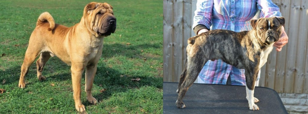 Fruggle vs Chinese Shar Pei - Breed Comparison