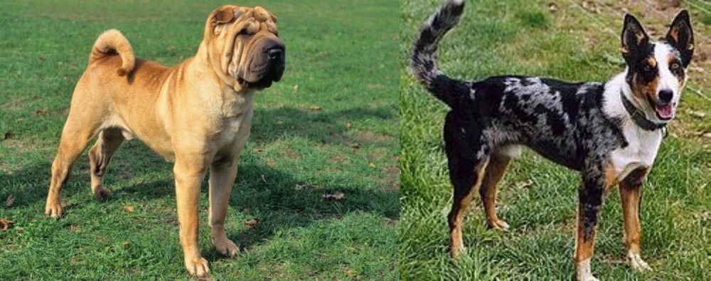 German Coolie vs Chinese Shar Pei - Breed Comparison