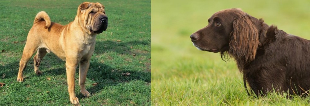 German Longhaired Pointer vs Chinese Shar Pei - Breed Comparison