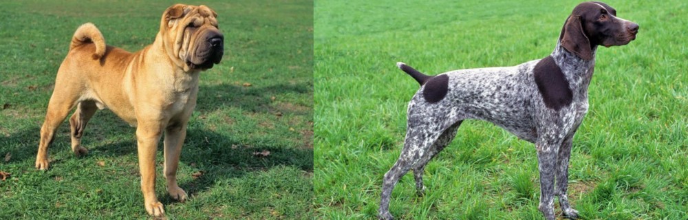 German Shorthaired Pointer vs Chinese Shar Pei - Breed Comparison