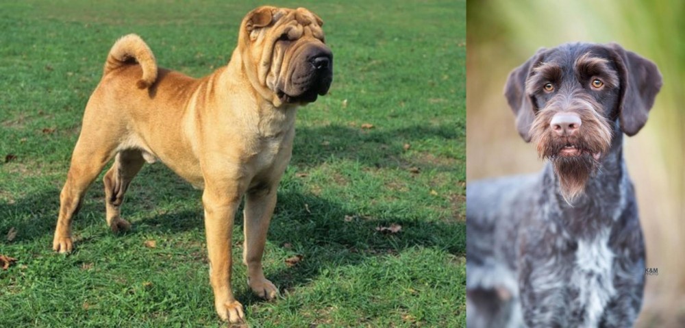 German Wirehaired Pointer vs Chinese Shar Pei - Breed Comparison