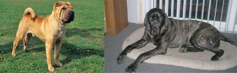 Giant Maso Mastiff vs Chinese Shar Pei - Breed Comparison
