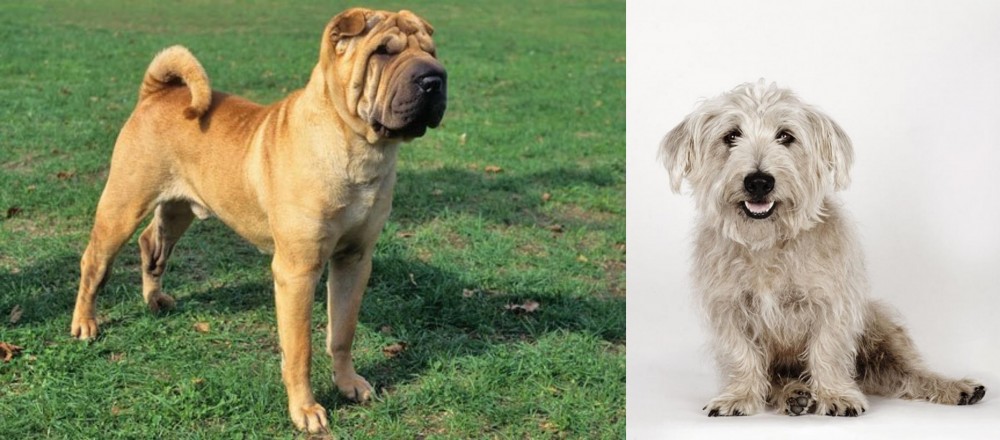Glen of Imaal Terrier vs Chinese Shar Pei - Breed Comparison