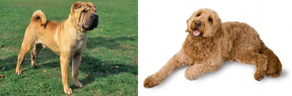 Golden Doodle vs Chinese Shar Pei - Breed Comparison