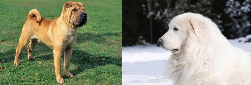Great Pyrenees vs Chinese Shar Pei - Breed Comparison