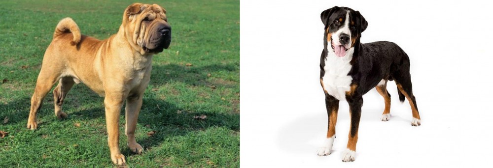 Greater Swiss Mountain Dog vs Chinese Shar Pei - Breed Comparison