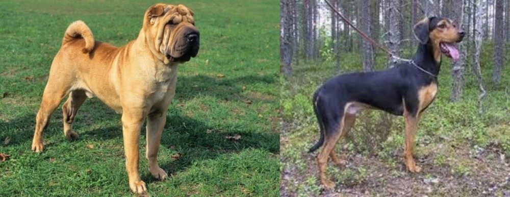 Greek Harehound vs Chinese Shar Pei - Breed Comparison