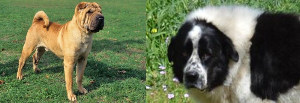 Greek Sheepdog vs Chinese Shar Pei - Breed Comparison