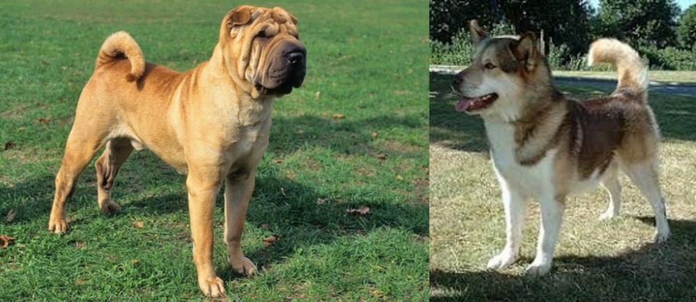 Greenland Dog vs Chinese Shar Pei - Breed Comparison