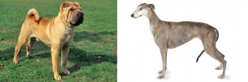 Greyhound vs Chinese Shar Pei - Breed Comparison