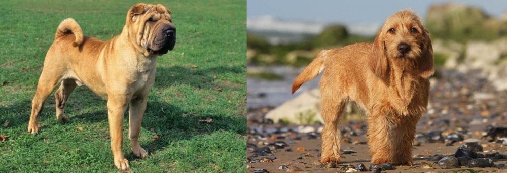 Griffon Fauve de Bretagne vs Chinese Shar Pei - Breed Comparison