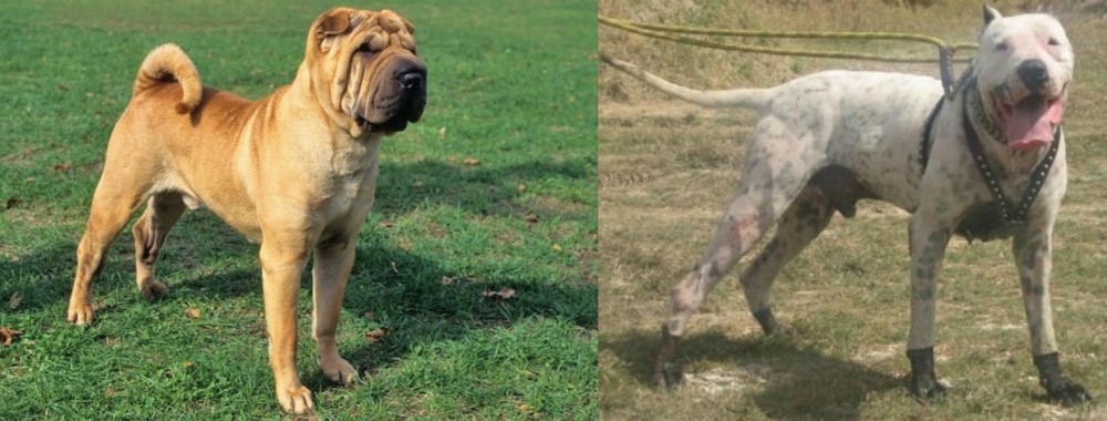 Gull Dong vs Chinese Shar Pei - Breed Comparison