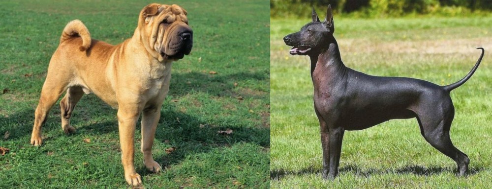 Hairless Khala vs Chinese Shar Pei - Breed Comparison
