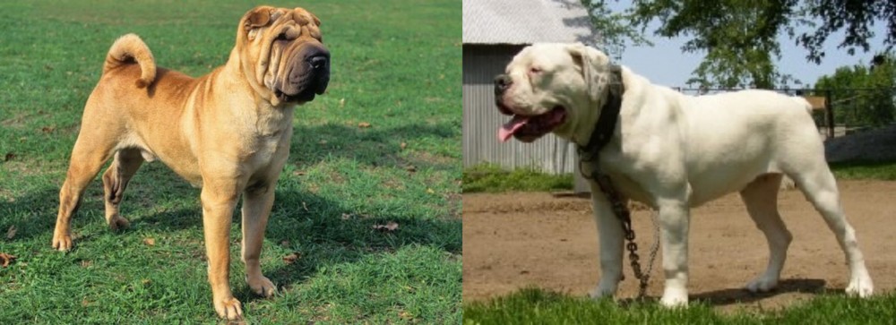 Hermes Bulldogge vs Chinese Shar Pei - Breed Comparison