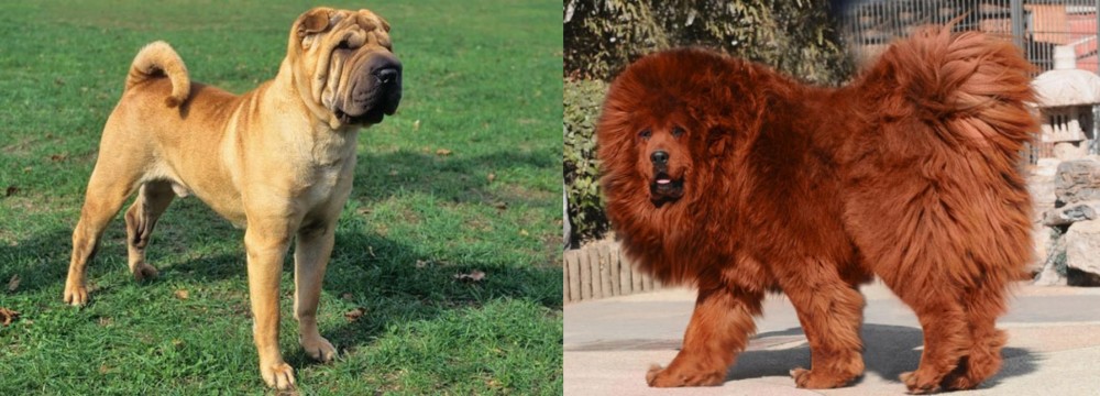 Himalayan Mastiff vs Chinese Shar Pei - Breed Comparison