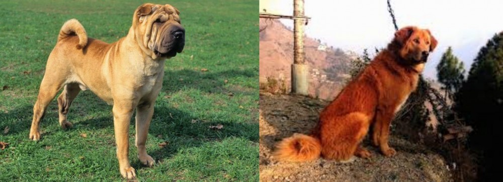 Himalayan Sheepdog vs Chinese Shar Pei - Breed Comparison