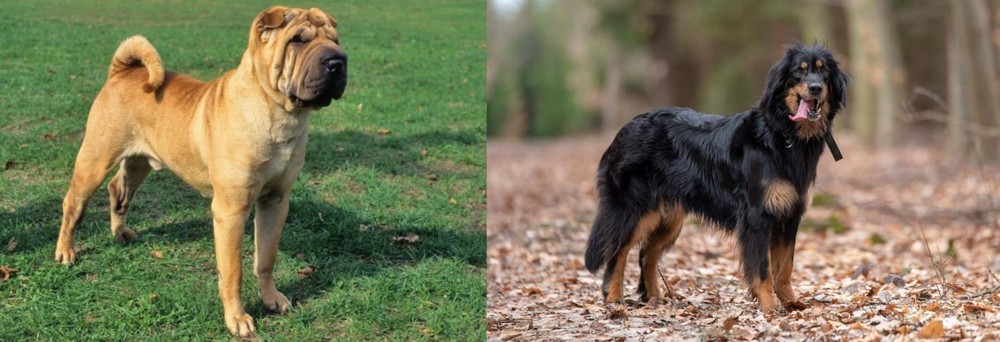 Hovawart vs Chinese Shar Pei - Breed Comparison
