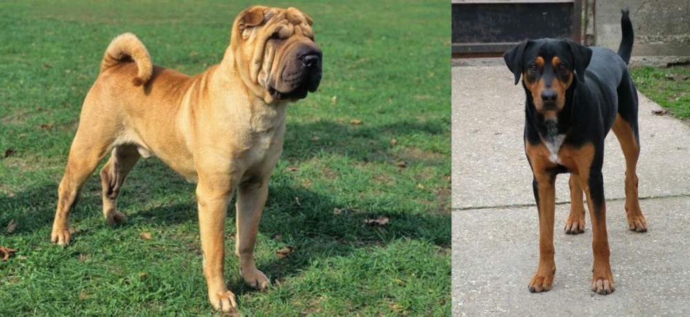 Hungarian Hound vs Chinese Shar Pei - Breed Comparison