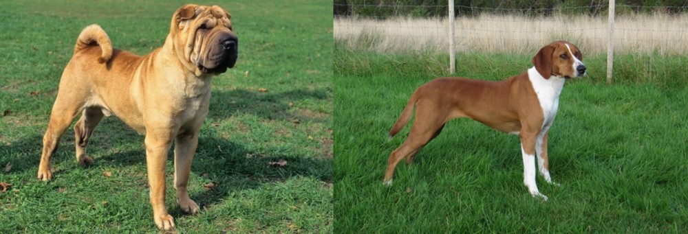 Hygenhund vs Chinese Shar Pei - Breed Comparison
