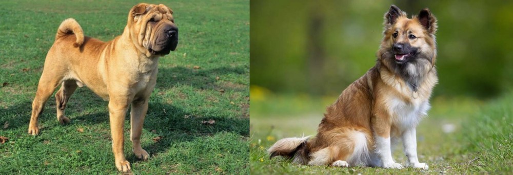 Icelandic Sheepdog vs Chinese Shar Pei - Breed Comparison