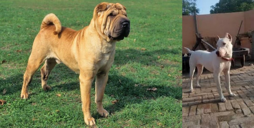 Indian Bull Terrier vs Chinese Shar Pei - Breed Comparison