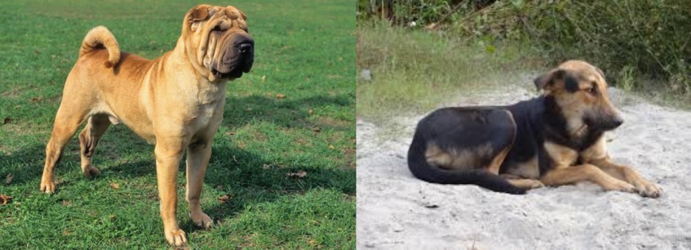 Indian Pariah Dog vs Chinese Shar Pei - Breed Comparison