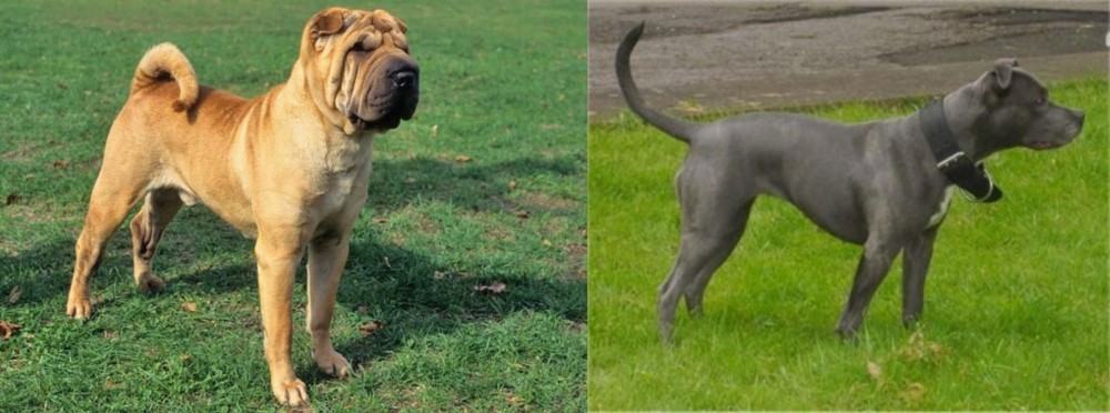 Irish Bull Terrier vs Chinese Shar Pei - Breed Comparison