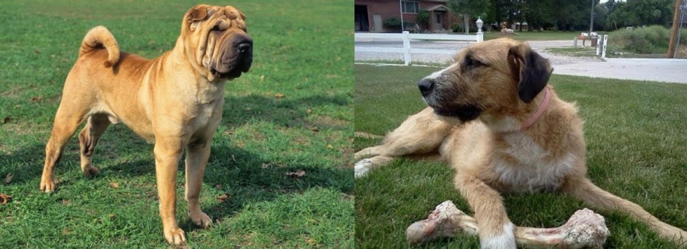 Irish Mastiff Hound vs Chinese Shar Pei - Breed Comparison