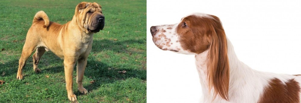 Irish Red and White Setter vs Chinese Shar Pei - Breed Comparison