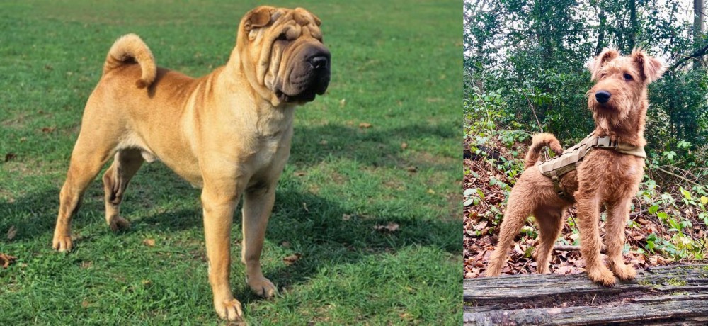 Irish Terrier vs Chinese Shar Pei - Breed Comparison