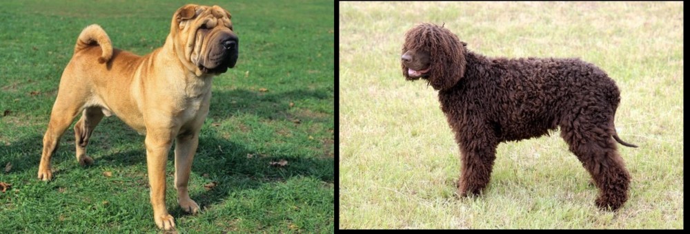 Irish Water Spaniel vs Chinese Shar Pei - Breed Comparison