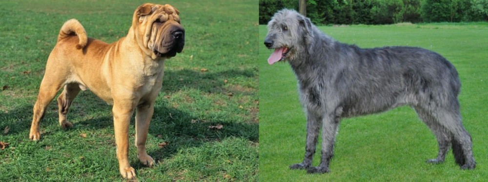 Irish Wolfhound vs Chinese Shar Pei - Breed Comparison